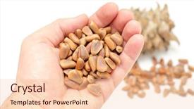  Presentation with cedar - PPT theme featuring nuts of siberian cedar pine background and a lemonade colored foreground