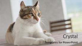  Presentation with wait - Colorful presentation enhanced with nwonate - single young cat wait backdrop and a light gray colored foreground