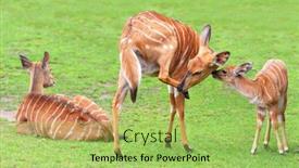  Presentation with animal - Cool new presentation theme with nyala-antelope-tragelaphus-angasii-animal backdrop and a mint green colored foreground