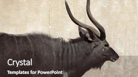  Presentation with underwater wild nature sea life - Amazing PPT theme having byala - nyala tragelaphus angasii wild life backdrop and a dark gray colored foreground