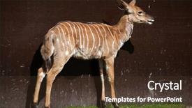  Presentation with underwater wild nature sea life - Presentation theme having byala - nyala tragelaphus angasii wild life background and a tawny brown colored foreground