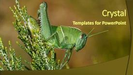  Presentation with locust - Cool new PPT layouts with nymph of a garden locust backdrop and a tawny brown colored foreground