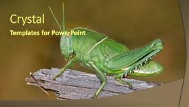  Presentation with locust - Slides with nymph of a garden locust background and a tawny brown colored foreground