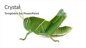  Presentation with locust - Beautiful theme featuring nymph of a garden locust backdrop and a white colored foreground