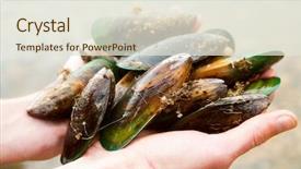  Presentation with lonely man new zealand tourists - Colorful slide deck enhanced with nz - hands holding fresh new zealand backdrop and a sky blue colored foreground