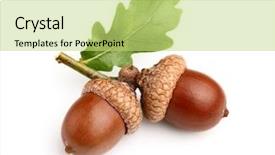  Presentation with oak - Beautiful presentation design featuring oak - dried acorns with leaf backdrop and a yellow colored foreground