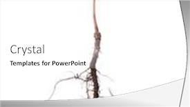  Presentation with bonsai - Presentation design having oak-bonsai-in-a-plastic and a white colored foreground