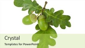  Presentation with oak - Beautiful slides featuring oak branch with acorns isolated backdrop and a yellow colored foreground