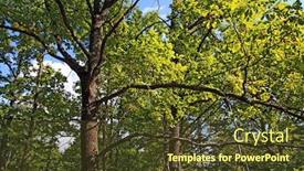  Presentation with autumn wood - PPT theme featuring oak-branches-in-autumn-wood background and a tawny brown colored foreground