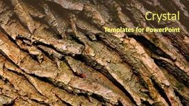  Presentation with oak - PPT layouts featuring oak-cortex-texture-abstact-natural background and a tawny brown colored foreground