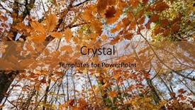  Presentation with oak forest - PPT theme featuring oak forest temperate forest view background and a coral colored foreground