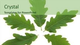  Presentation with simple design white - PPT theme consisting of oak leaf design over white background and a seafoam green colored foreground