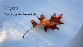  Presentation with oak - Slide deck with oak-leaf-in-the-snow background and a  colored foreground