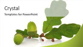  Presentation with oak - Slides with oak leaf sprig with acorns background and a white colored foreground