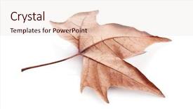  Presentation with autumn - Audience pleasing slide deck consisting of oak leaves - golden autumn leaf isolated backdrop and a sky blue colored foreground