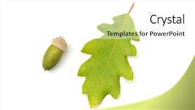  Presentation with element - Audience pleasing theme consisting of oak leaves - isolated acorn element of design backdrop and a white colored foreground