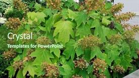  Presentation with hydrangea - Slide set featuring oak leaves - oakleaf hydrangea or hydrangea quercifolia background and a tawny brown colored foreground