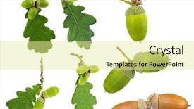  Presentation with oak - Beautiful PPT theme featuring oak leaves and acorn backdrop and a blonde colored foreground