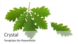  Presentation with oak - PPT layouts with oak leaves and single leaf background and a  colored foreground