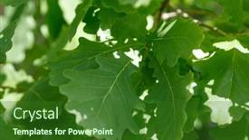  Presentation with oak tree - 