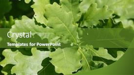  Presentation with oak tree - 