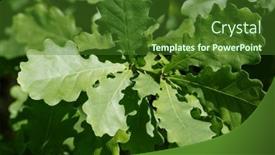  Presentation with oak tree - 