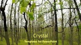  Presentation with oak - Beautiful slide deck featuring oak leaves in backlit sicily backdrop and a tawny brown colored foreground