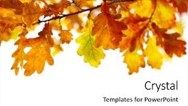  Presentation with oak - Slides having fresh squeezed orange juice on ancient wooden table background and a tawny brown colored foreground