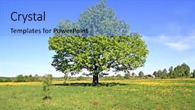  Presentation with oak tree - Beautiful slides featuring oak on field backdrop and a  colored foreground