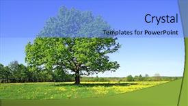  Presentation with oak tree - PPT layouts consisting of oak on field background and a  colored foreground