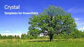  Presentation with oak tree - Amazing PPT theme having oak on field backdrop and a cobalt blue colored foreground