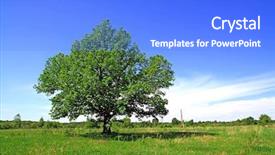  Presentation with oak tree - PPT theme enhanced with oak on field background and a cobalt blue colored foreground