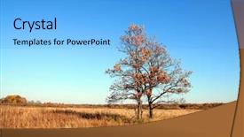  Presentation with oak tree - PPT theme with oak on field background and a  colored foreground