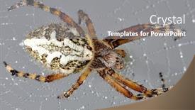  Presentation with spider web - PPT theme featuring oak-spider-aculepeira-ceropegia background and a gray colored foreground