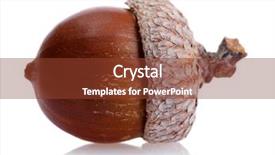  Presentation with oak tree - Theme enhanced with oak tree - brown acorn isolated on white background and a tawny brown colored foreground