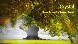  Presentation with oak tree - Cool new presentation design with oak tree - park backdrop and a tawny brown colored foreground
