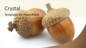  Presentation with oak tree - Colorful theme enhanced with oak tree - two acorns on a white backdrop and a lemonade colored foreground