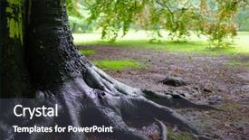  Presentation with oak tree - Audience pleasing PPT layouts consisting of oak tree after rain backdrop and a dark gray colored foreground