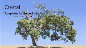  Presentation with oak tree - PPT theme enhanced with oak tree against a bright background and a light blue colored foreground