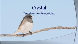  Presentation with oak tree - Audience pleasing theme consisting of oak tree against pale blue backdrop and a sky blue colored foreground