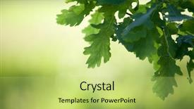  Presentation with oak - Beautiful slides featuring oak tree branch in spring backdrop and a yellow colored foreground