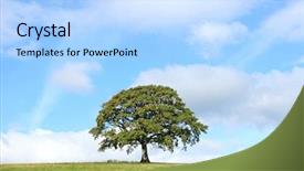  Presentation with oak tree - Beautiful presentation featuring oak tree in a field backdrop and a light blue colored foreground
