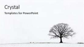  Presentation with oak tree - Audience pleasing presentation theme consisting of oak tree in a field backdrop and a cool aqua colored foreground