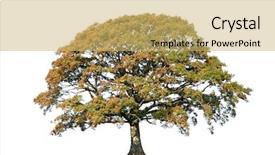  Presentation with oak tree - Slide deck consisting of oak tree in autumn background and a yellow colored foreground