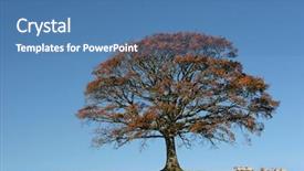  Presentation with autumn blue - Presentation design featuring oak tree in autumn in a field with a herd of sheep set against on clear blue sky background and a teal colored foreground