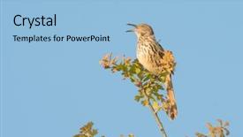  Presentation with early bird - Audience pleasing PPT theme consisting of oak tree in early backdrop and a light blue colored foreground