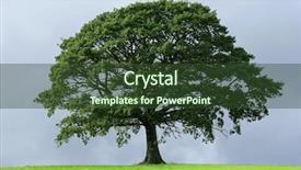  Presentation with oak tree - PPT theme featuring oak tree in full leaf background and a tawny brown colored foreground