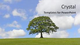  Presentation with oak tree - PPT theme with oak tree in full leaf background and a light blue colored foreground