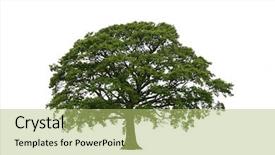  Presentation with oak tree - Slide set enhanced with oak tree in late spring background and a mint green colored foreground