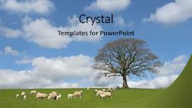  Presentation with oak tree - Colorful PPT layouts enhanced with oak tree in spring with sheep and lambs grazing in a field in the foreground and a blue sky with altocumulus clouds to the rear backdrop and a teal colored foreground